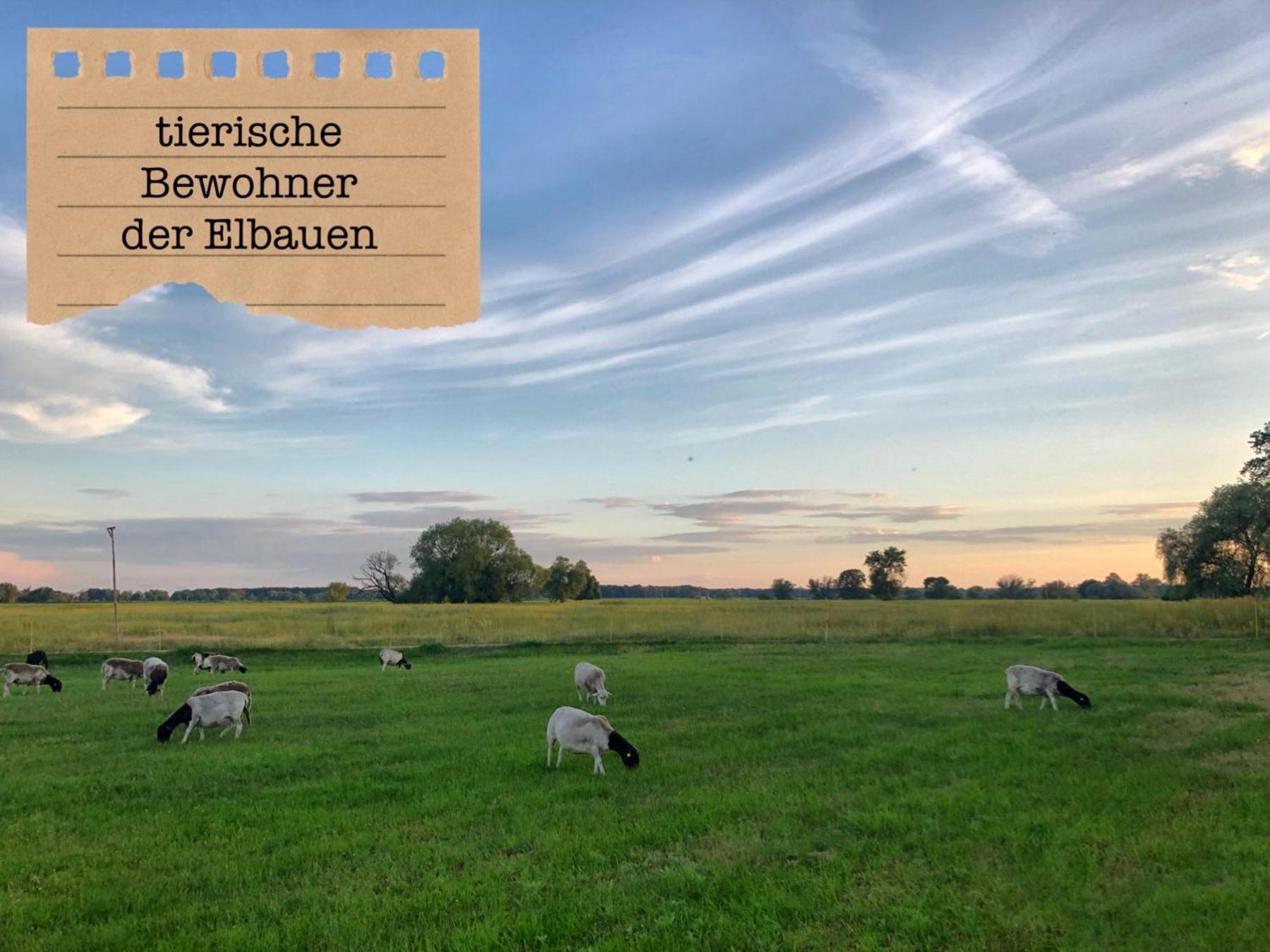 Alte Schule Wittenberg, 3 Ferienwohnungen Fuer Bis Zu 12 Personen, An Der Elbe, Mit Garten Esterno foto