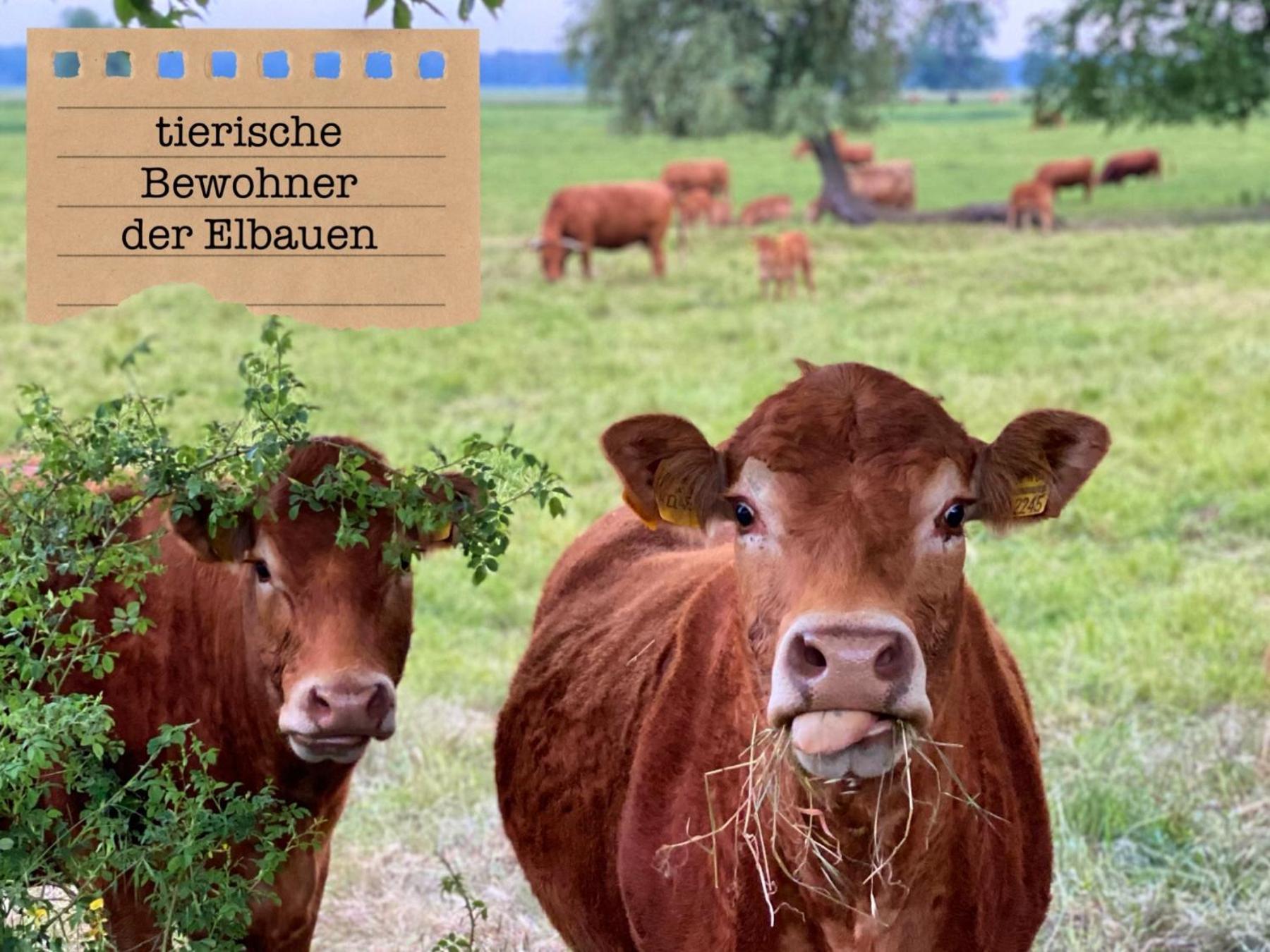 Alte Schule Wittenberg, 3 Ferienwohnungen Fuer Bis Zu 12 Personen, An Der Elbe, Mit Garten Esterno foto