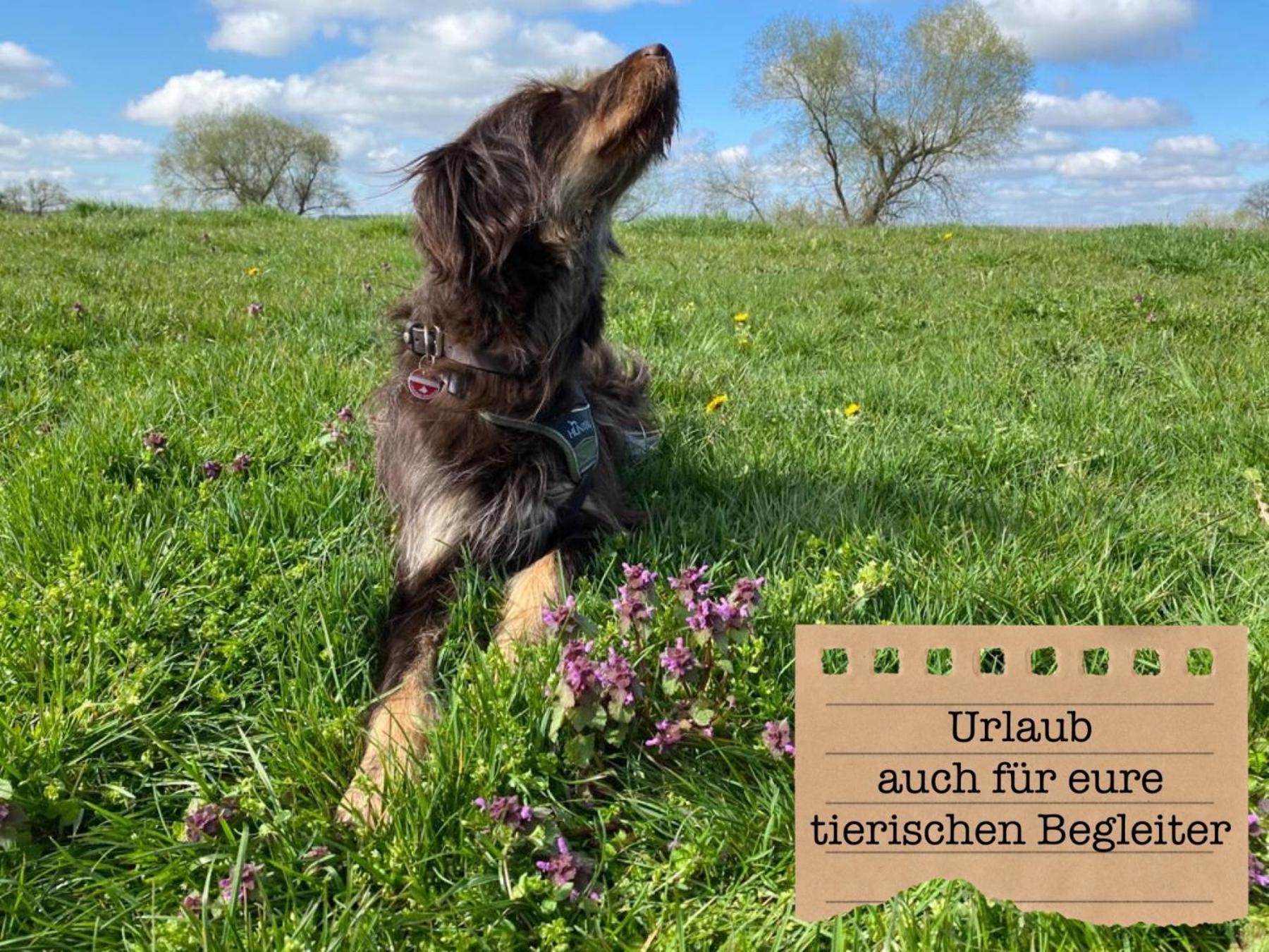Alte Schule Wittenberg, 3 Ferienwohnungen Fuer Bis Zu 12 Personen, An Der Elbe, Mit Garten Esterno foto
